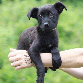CT Busch -  German Shepherd Dog and Labrador Retriever Dog for Adoption in Eastford, Connecticut - CT Busch | PetCurious