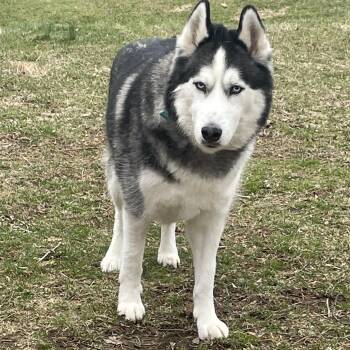 Siberian Husky Dogs Available for Adoption - Mishka | PetCurious