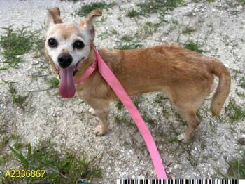 PETUNIA -  Mixed Breed Dog for Adoption in West Palm Beach, Florida - PETUNIA | PetCurious