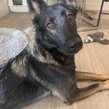 Lottie -  German Shepherd Dog and Belgian Shepherd Malinois Dog for Adoption in Oriskany, New York - Lottie | PetCurious