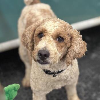 Poodle Dogs Available for Adoption in Hartland, Wisconsin - Crumpet-Foster Home Needed | PetCurious