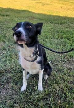 Lucy -  Border Collie Dog for Adoption in Windsor, Missouri - Lucy | PetCurious