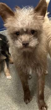 Shih Tzu Dogs Available for Adoption - Radar 9 Months Ava 3/26 | PetCurious