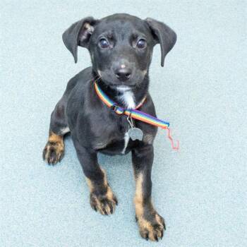 Rottweiler and Mixed Breed Dogs Available for Adoption - COGITA | PetCurious