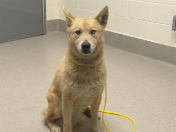 German Shepherd Dog and Husky Dogs Available for Adoption - KLEE-OH | PetCurious