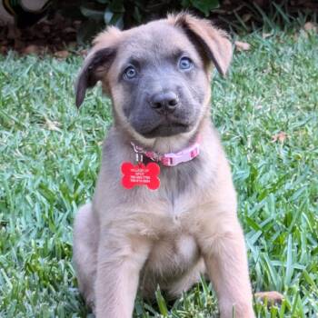 Pearce -  Shepherd and Mixed Breed Dog for Adoption in Oceanside, California - Pearce | PetCurious