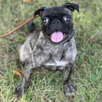 Apple -  Pug Dog for Adoption in Hughesville, Maryland - Apple | PetCurious