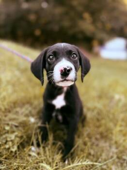 Zip -  Beagle and Labrador Retriever Dog for Adoption in Saranac Lake, New York - Zip | PetCurious