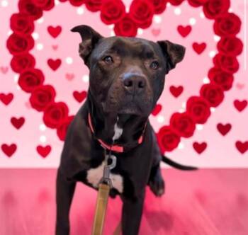 Mixed Breed Dogs Available for Adoption - BEAUTY | PetCurious