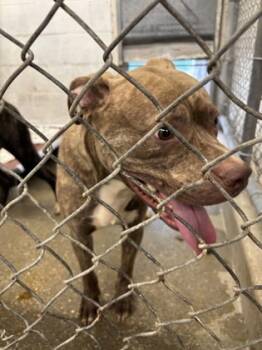 Rescue Mixed Breed Dogs for Adoption in West Chester, Pennsylvania - Finders | PetCurious