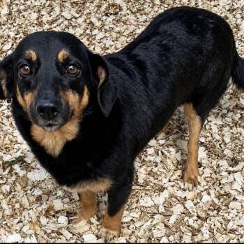 Milly -  Corgi and Dachshund Dog for Adoption in Pelham, New Hampshire - Milly | PetCurious