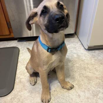 Apollo -  Anatolian Shepherd and Yellow Labrador Retriever Dog for Adoption in Stevensville, Michigan - Apollo | PetCurious