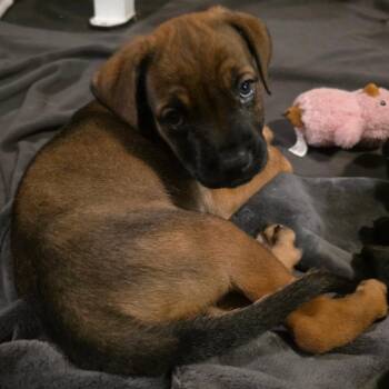 Poe -  Cane Corso and Rottweiler Dog for Adoption in Chicago, Illinois - Poe | PetCurious