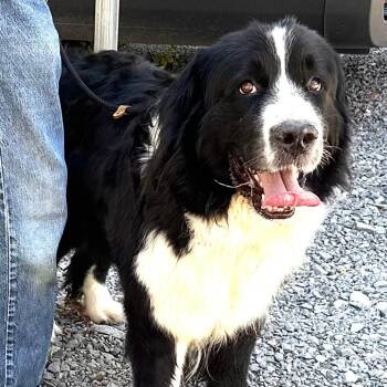 Shayla -  Newfoundland Dog Dog for Adoption in Sequatchie, Tennessee - Shayla | PetCurious