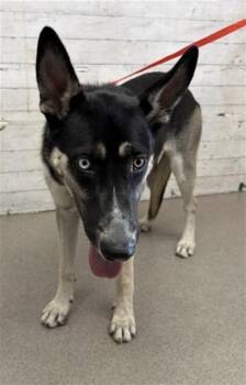 CALLIOPE -  Siberian Husky and Mixed Breed Dog for Adoption in San Bernardino, California - CALLIOPE | PetCurious