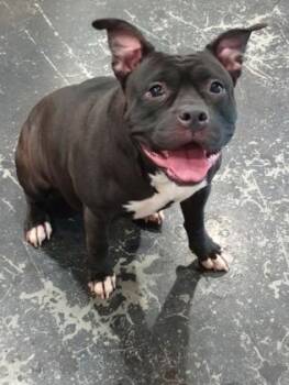 Pit Bull Terrier and Mixed Breed Dogs Available for Adoption in Cincinnati, Ohio - Glitter | PetCurious