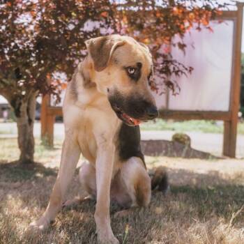 Scooby - In Memory of Tressie Marlene Smith -  German Shepherd Dog and Mixed Breed Dog for Adoption in Newberg, Oregon - Scooby - In Memory Of Tressie Marlene Smith | PetCurious