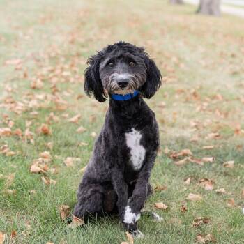Goomba -  Mixed Breed Dog for Adoption in Dearborn, Michigan - Goomba | PetCurious
