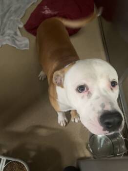 Rescue Pit Bull Terrier and Mixed Breed Dogs for Adoption in Lewisville, Texas - Giblet | PetCurious