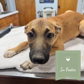Hammy -  Shepherd and Border Collie Dog for Adoption in Chico, California - Hammy | PetCurious