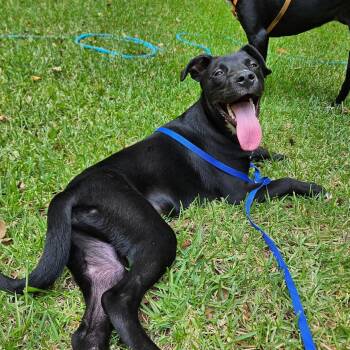 Leo (aka Liam) -  Black Labrador Retriever Dog for Adoption in Mobile, Alabama - Leo (aka Liam) | PetCurious
