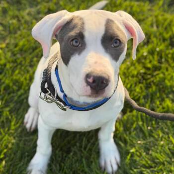 Slimer -  American Staffordshire Terrier Dog for Adoption in Grand Rapids, Michigan - Slimer | PetCurious