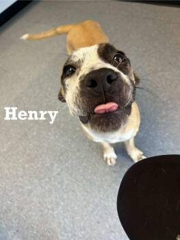 Rescue Mixed Breed Dogs for Adoption in Spring, Texas - Henry | PetCurious