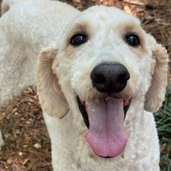 Gouda -  Poodle and Golden Retriever Dog for Adoption in Decatur, Georgia - Gouda | PetCurious