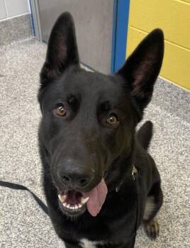 Sullivan -  German Shepherd Dog Dog for Adoption in Golden, Colorado - Sullivan | PetCurious