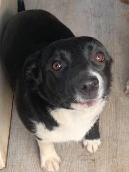 Mixed Breed Dogs Available for Adoption in Taycheedah, Wisconsin - Shakira | PetCurious