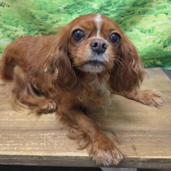 Mya -  Cavalier King Charles Spaniel Dog for Adoption in Normal, Illinois - Mya | PetCurious