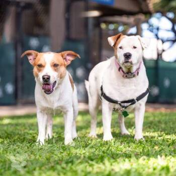 West -  Terrier and Mixed Breed Dog for Adoption in Honolulu, Hawaii - West | PetCurious