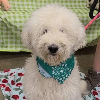 Elon -  Poodle Dog for Adoption in Woolwich, Maine - Elon | PetCurious
