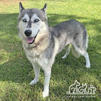ARWEN -  Husky Dog for Adoption in Irvine, California - ARWEN | PetCurious