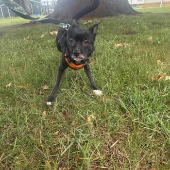 Mixed Breed Dogs Available for Adoption in Winston-salem, North Carolina - Mouse | PetCurious