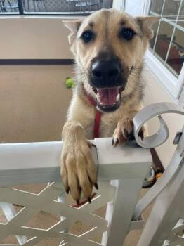 Rescue Shepherd and Collie Dogs for Adoption in Mundelein, Illinois - Vespa | PetCurious