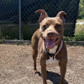 Mixed Breed Dogs Available for Adoption in Newark, New Jersey - Zena | PetCurious