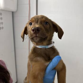 Derek -  Wirehaired Terrier and Shepherd Dog for Adoption in Hattiesburg, Mississippi - Derek | PetCurious