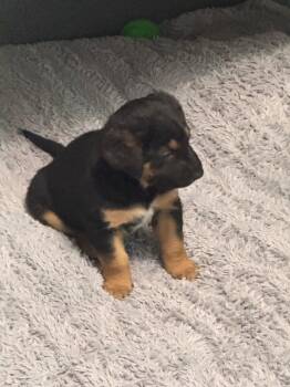 German Shepherd Dog Dogs Available for Adoption - Andy | PetCurious