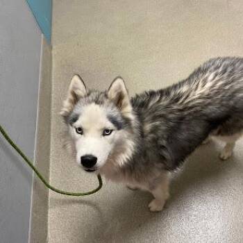 MADDIE -  Siberian Husky Dog for Adoption in Las Vegas, Nevada - MADDIE | PetCurious
