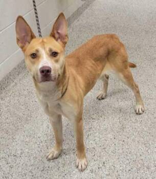Kouture -  Mixed Breed Dog for Adoption in Kansas City, Missouri - Kouture | PetCurious