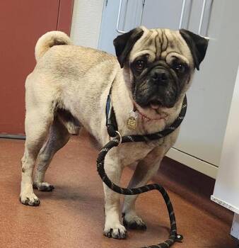Gomez -  Pug Dog for Adoption in Oakland, California - Gomez | PetCurious