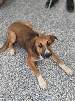 Pumpkin -  Coonhound and Mixed Breed Dog for Adoption in Carthage, Missouri - Pumpkin | PetCurious