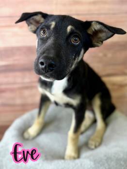 Rescue German Shepherd Dog Dogs for Adoption in Boerne, Texas - Eve | PetCurious