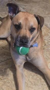 Mixed Breed Dogs Available for Adoption in Taycheedah, Wisconsin - Alpha | PetCurious