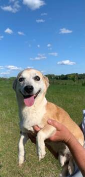 Rescue Chihuahua and Jack Russell Terrier Dogs for Adoption in Troy, Alabama - Izzy | PetCurious