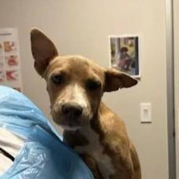 Penny -  Pit Bull Terrier and Mixed Breed Dog for Adoption in Fresno, California - Penny | PetCurious
