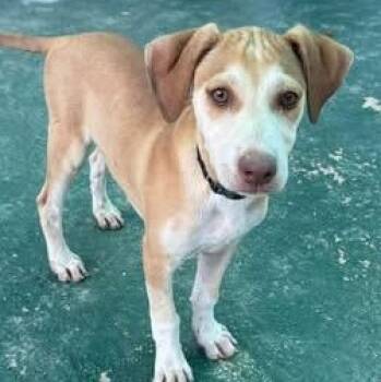 Mixed Breed Dogs Available for Adoption in North Vancouver, British Columbia - Blossom | PetCurious