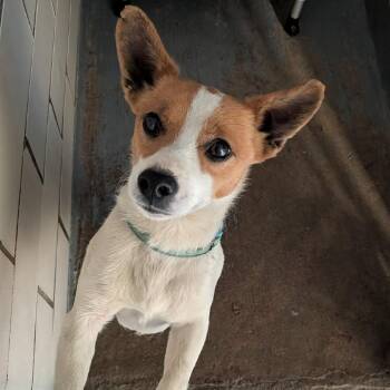 Jack Russell Terrier Dogs Available for Adoption in Greenville, Pennsylvania - Buttons | PetCurious