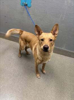 PENGU -  German Shepherd Dog Dog for Adoption in Las Vegas, Nevada - PENGU | PetCurious